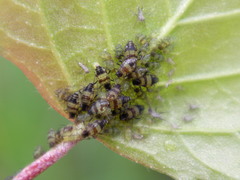 Callipterinella tuberculata