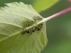 Callipterinella tuberculata