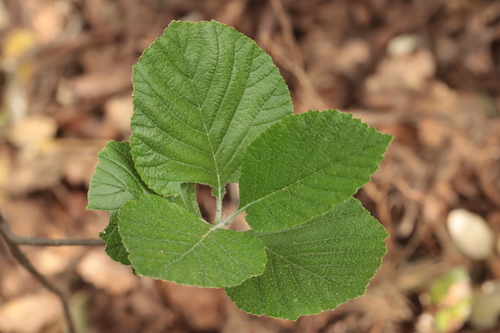 Aria edulis