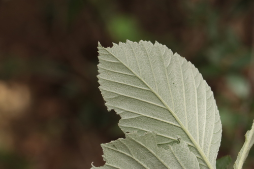 Aria edulis