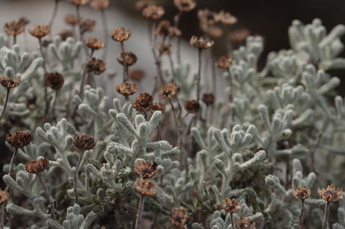 Santolina decumbens, photograph 4