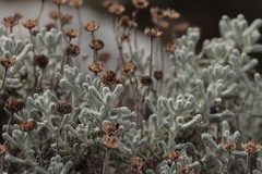 Santolina decumbens, photograph (c) Noé Fleury Frouart, some rights reserved (CC BY)