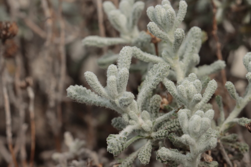Santolina decumbens, photograph 5