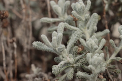 Santolina decumbens, photograph (c) Noé Fleury Frouart, some rights reserved (CC BY)
