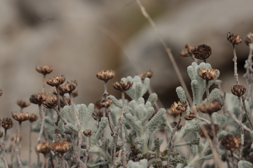 Santolina decumbens, photograph 6