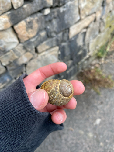 Cornu aspersum