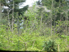 Haemorhous purpureus californicus