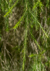 Melaleuca armillaris armillaris