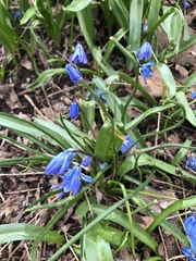 Scilla siberica