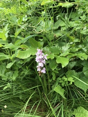 Dactylorhiza maculata
