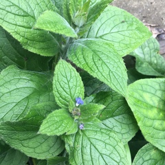 Pentaglottis sempervirens