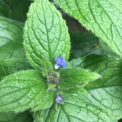 Pentaglottis sempervirens