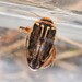 Coptotomus longulus - Photo (c) Riley Walsh, some rights reserved (CC BY-NC), uploaded by Riley Walsh