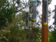 Haemorhous purpureus californicus