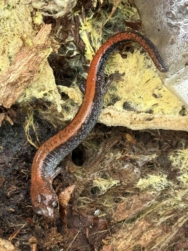 Eastern Red-backed Salamander