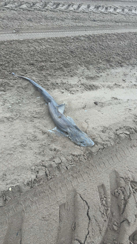 Mustelus asterias