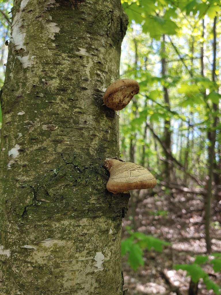 Fomitopsis betulina · April 2026 · photo: © valeriidarmostuk (iNaturalist, cc-by)