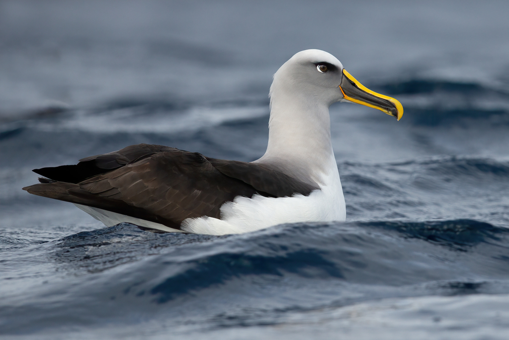 Buller's Albatross photo