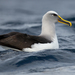 Buller's Albatross - Photo (c) JJ Harrison, some rights reserved (CC BY-SA)