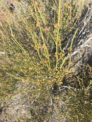 Ephedra torreyana