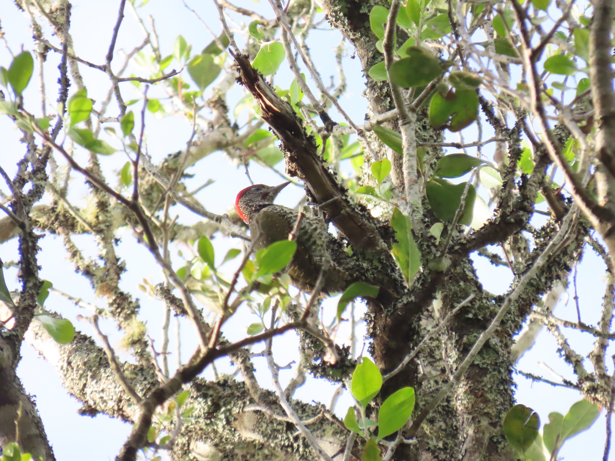 Knysna Woodpecker (Campethera notata), photo 7
