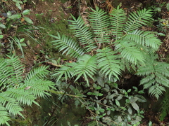 Ptisana fraxinea