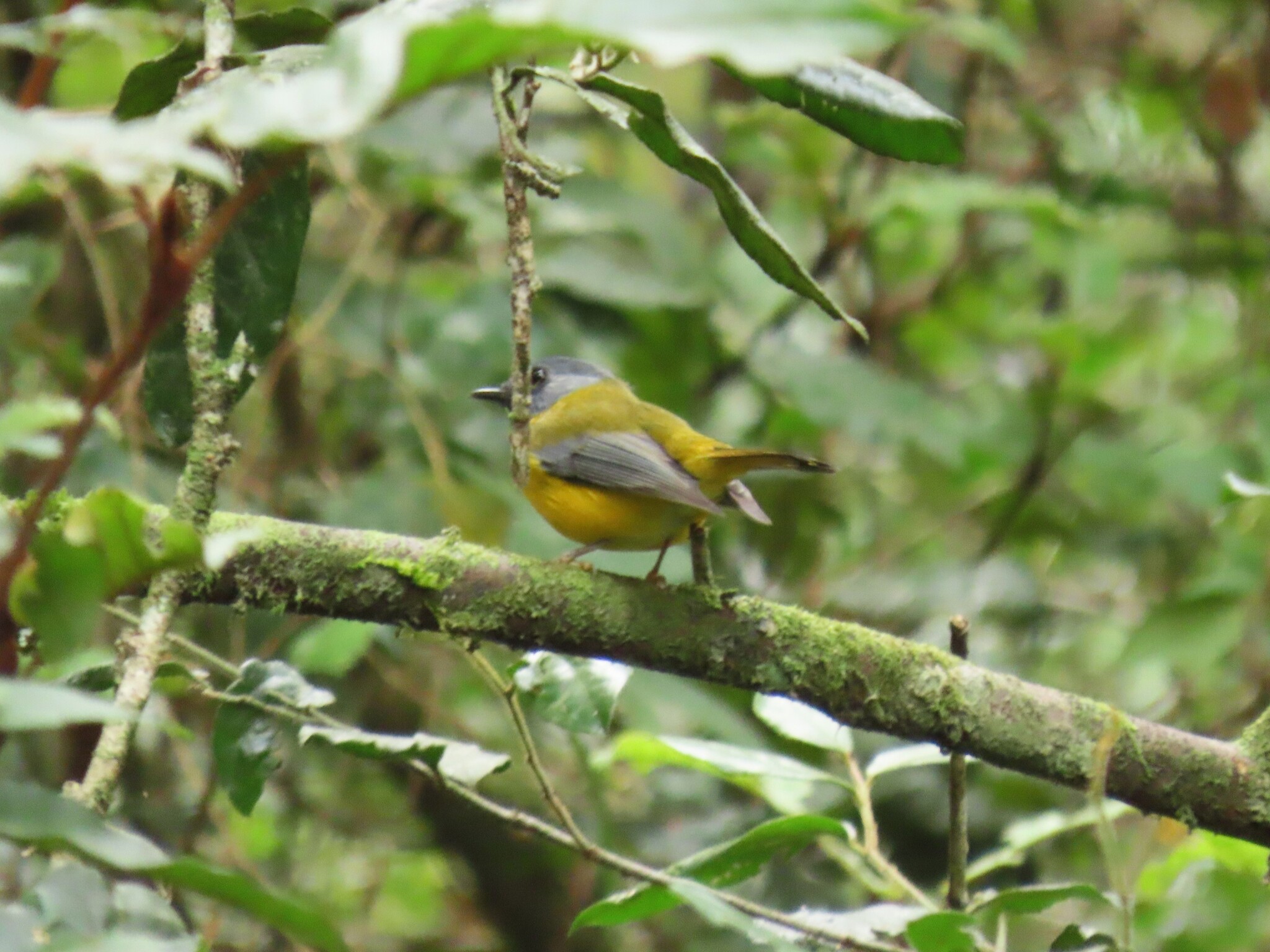 White-starred Robin (Pogonocichla stellata), photo 3