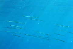 California Needlefish photo 4