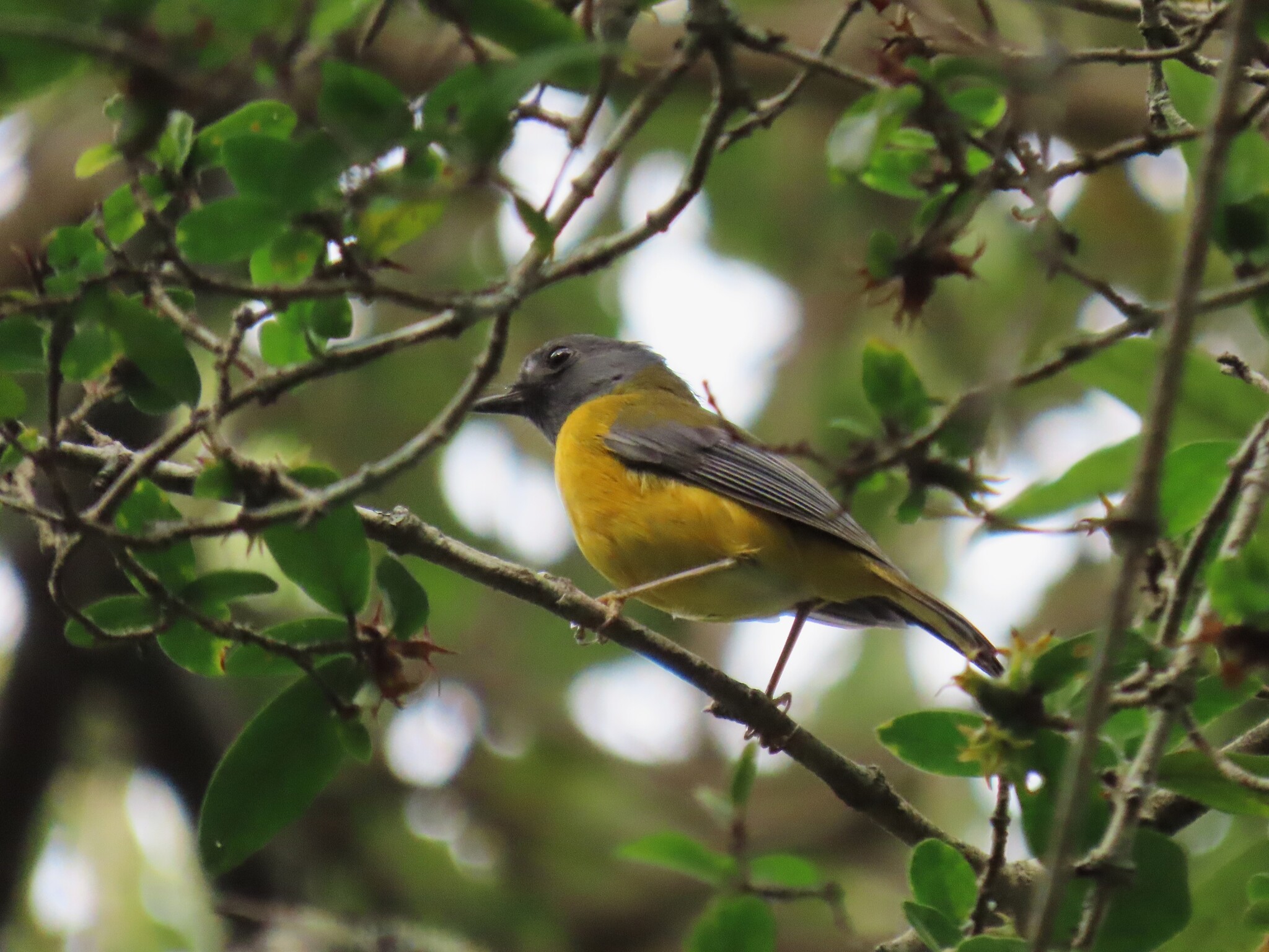White-starred Robin (Pogonocichla stellata), photo 8