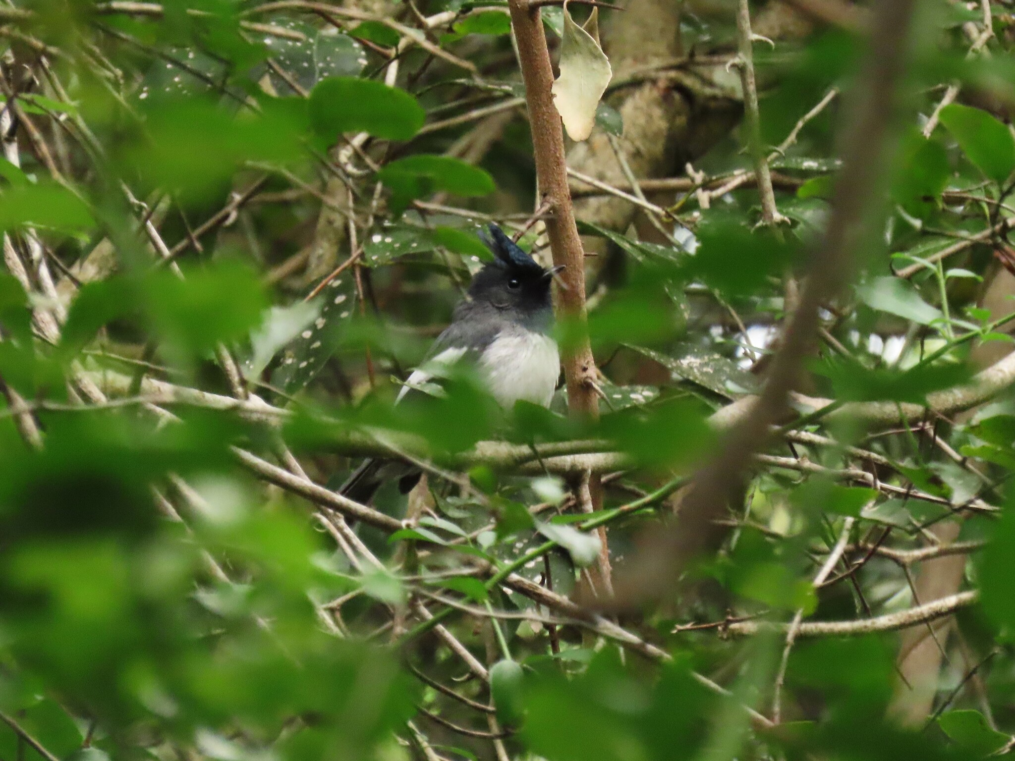 Blue-mantled Crested Flycatcher (Trochocercus cyanomelas), photo 9