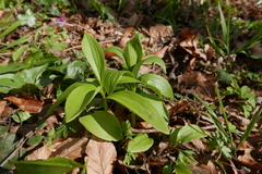 Lilium martagon