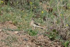 Oenanthe chrysopygia