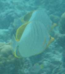 Chaetodon xanthocephalus