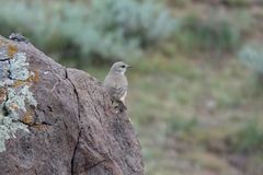 Oenanthe chrysopygia