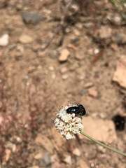 Saxinis saucia