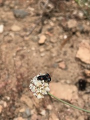 Saxinis saucia