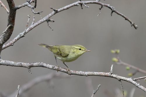 Green Warbler