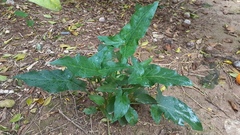 Arum palaestinum