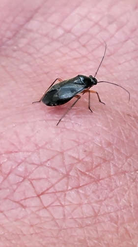iNaturalist observation photo of Irbisia