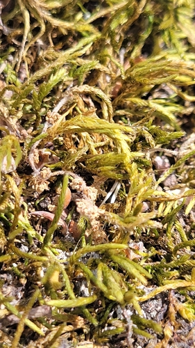 iNaturalist observation photo of California antitrichia moss