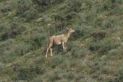 Ovis gmelini gmelini