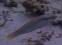 Halichoeres scapularis