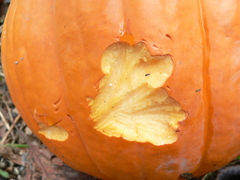 Cucurbita maxima maxima