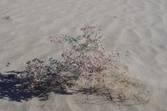 Eriogonum nummulare