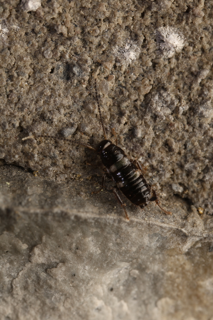 Smokybrown Cockroach from 1200 W Washington St, Indianapolis, IN 46222 ...