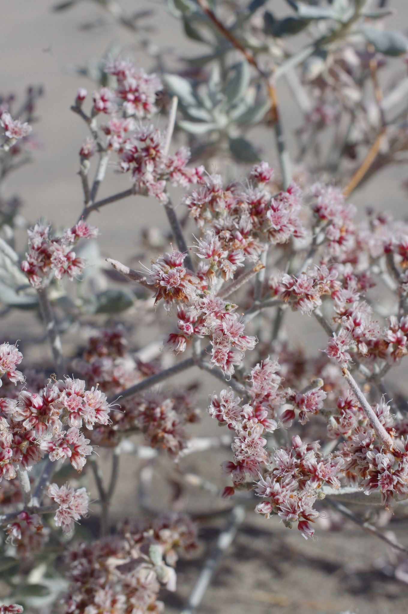 Eriogonum nummulare