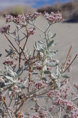 Eriogonum nummulare