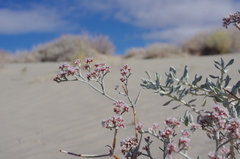 Eriogonum nummulare