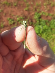 Ischnura verticalis