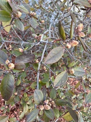 Rhododendron
